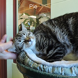 Thumbnail photo of Pie #3