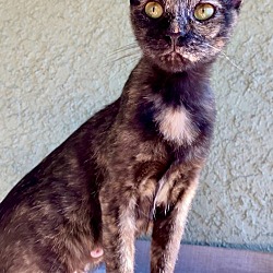 Photo of Cleopatra