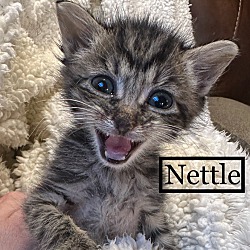 Thumbnail photo of Nettle #1