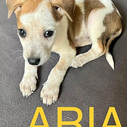 Photo of ARIA