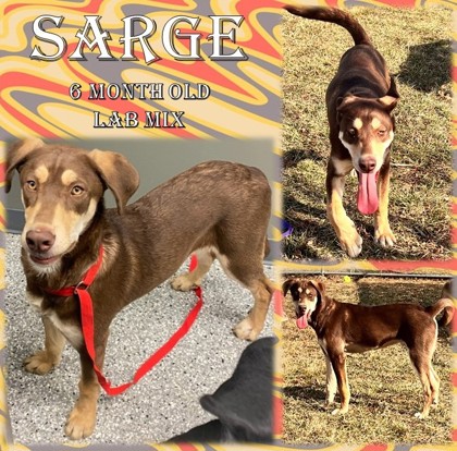 Thumbnail photo of Sarge #1