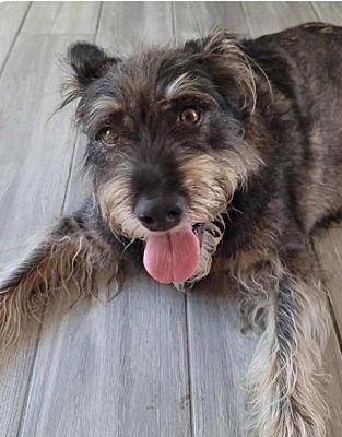 West Hollywood, CA - Schnauzer (Standard)/Terrier (Unknown Type, Medium ...