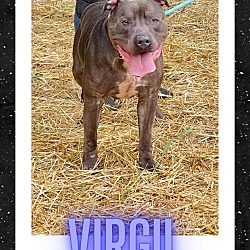 Thumbnail photo of Virgil #2