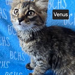 Photo of Venus - available soon