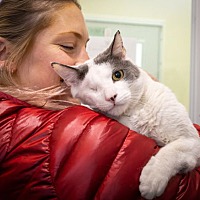 adopt a pet