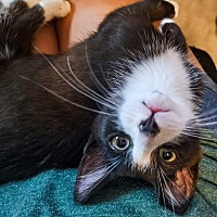 adopt a pet