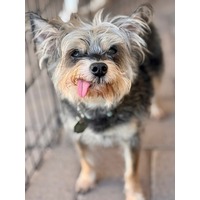 adopt-pet
