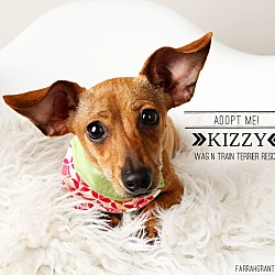Thumbnail photo of Kizzy-Pending Adoption #2