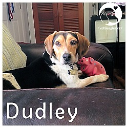 Thumbnail photo of Dudley #1