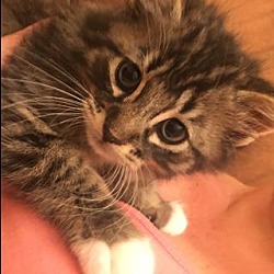 Thumbnail photo of Nelson - Kitten (50.00) #3