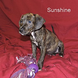 Thumbnail photo of Sunshine #3