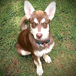 Thumbnail photo of Jayda - Certified Jeep Puppy #1