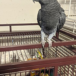Thumbnail photo of Avery The African Grey #1