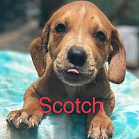 Photo of Scotch