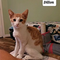 Photo of Dillon (22-478) and Dion (22-479)