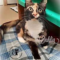 Photo of Dahlia