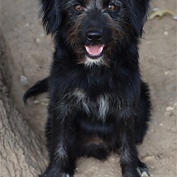 Photo of Diesel
