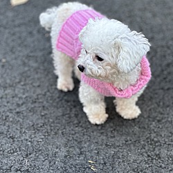 Thumbnail photo of Pinkie #4
