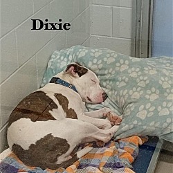 Thumbnail photo of Dixie D #2