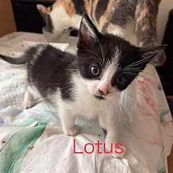 Thumbnail photo of Lotus #3