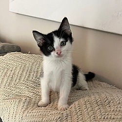 Thumbnail photo of 8/3@Petco Jay! PURRfect kitten #3