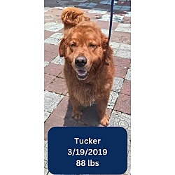 Photo of Tucker