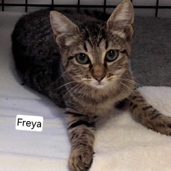 Thumbnail photo of Freya #3