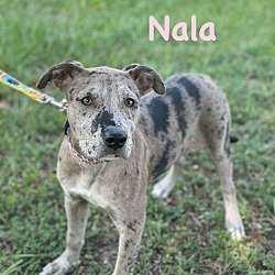 Thumbnail photo of NALA #2