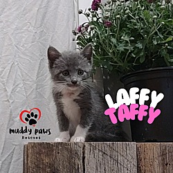 Thumbnail photo of Jelly Belly Litter:  Laffy Taffy #4