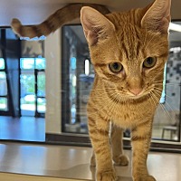 adopt a pet
