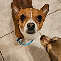 adopt a pet