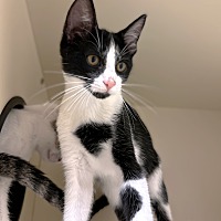 adopt a pet