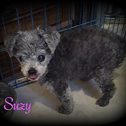 Thumbnail photo of Suzy #4
