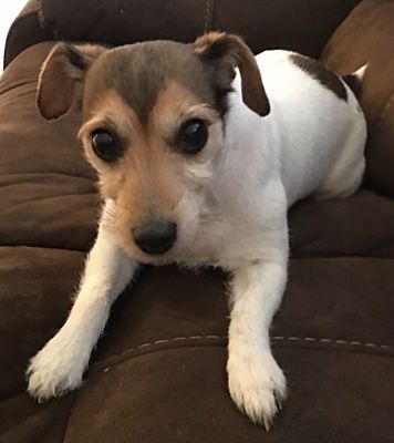Des Moines, IA - Jack Russell Terrier. Meet Miss Jackie in Dallas a Pet ...