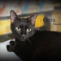 Thumbnail photo of Cara #1