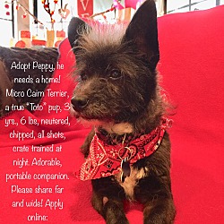 Thumbnail photo of Peppy! VIDEO! Cairn Terrier X #3