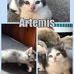 Photo of Artemis