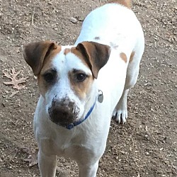 Jack Russell Terrier Puppies For Sale In Maryland Adoptapet Com