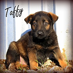 Thumbnail photo of Taffy~adopted! #1