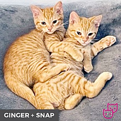 Thumbnail photo of Snap (bonded with Ginger) #2