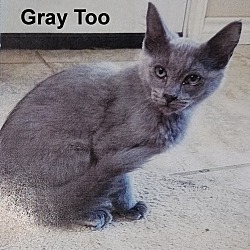 Photo of Gray Too