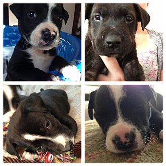 pitbull labrador mix puppies for sale