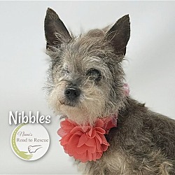 Thumbnail photo of Nibbles (FEE WAIVED) #3