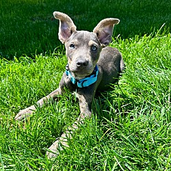 Thumbnail photo of Oliver the blue shepherd puppy #4
