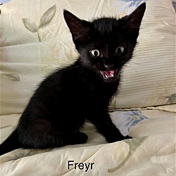 Thumbnail photo of Freyr #3