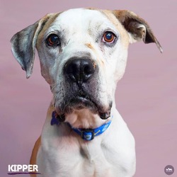 Thumbnail photo of Kipper #1