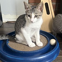adopt a pet