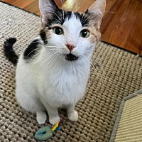 adopt a pet