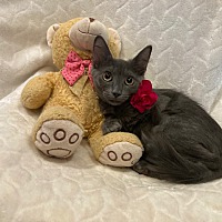 adopt a pet