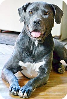 Fishkill Ny Cane Corso Meet Daphne A Pet For Adoption